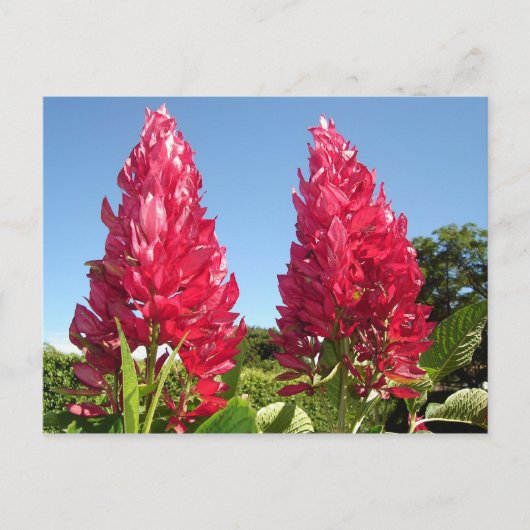 Flame-Blume-Postkarten Postkarte (Vorderseite)