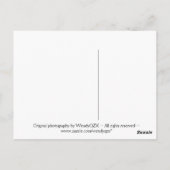 Flame-Blume (vertikal) Postkarte (Rückseite)