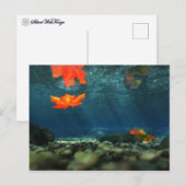 Flame im Wasser Postkarte (Vorne/Hinten)