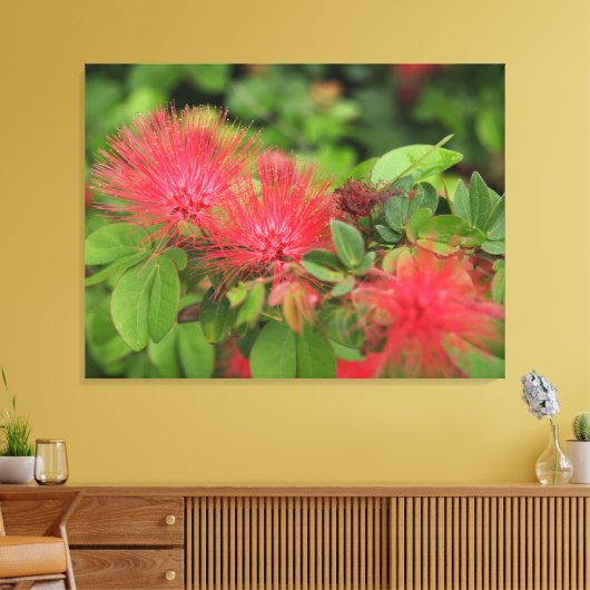 Flame Mimosa Tree Blooms Stretched Canvas Print Leinwanddruck (Insitu (Wohnzimmer))
