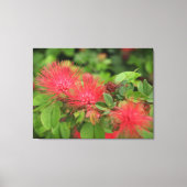Flame Mimosa Tree Blooms Stretched Canvas Print Leinwanddruck (Vorderseite)