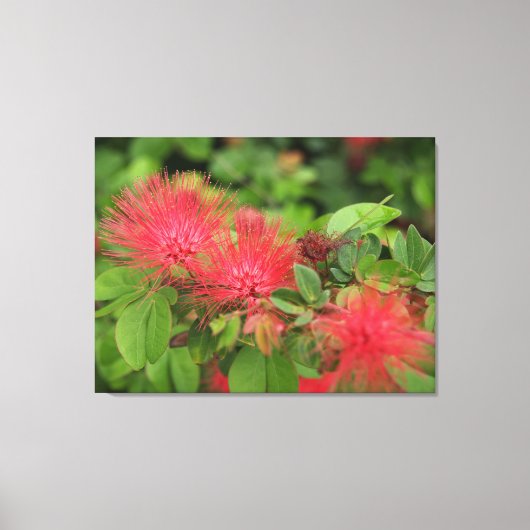 Flame Mimosa Tree Blooms Stretched Canvas Print Leinwanddruck (Vorderseite)