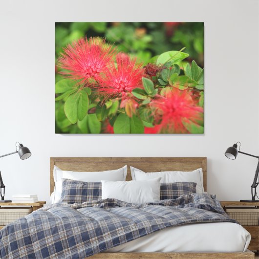 Flame Mimosa Tree Blooms Stretched Canvas Print Leinwanddruck (Insitu (Schlafzimmer))