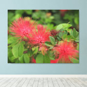 Flame Mimosa Tree Blooms Stretched Canvas Print Leinwanddruck (Insitu (Holzboden))