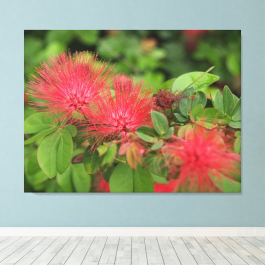 Flame Mimosa Tree Blooms Stretched Canvas Print Leinwanddruck (Insitu (Holzboden))