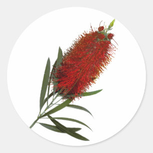 Flame Red Bottle Brush Runder Aufkleber