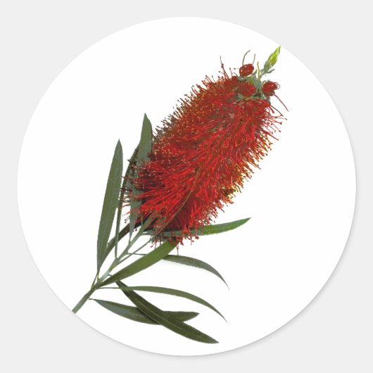 Flame Red Bottle Brush Runder Aufkleber (Vorderseite)