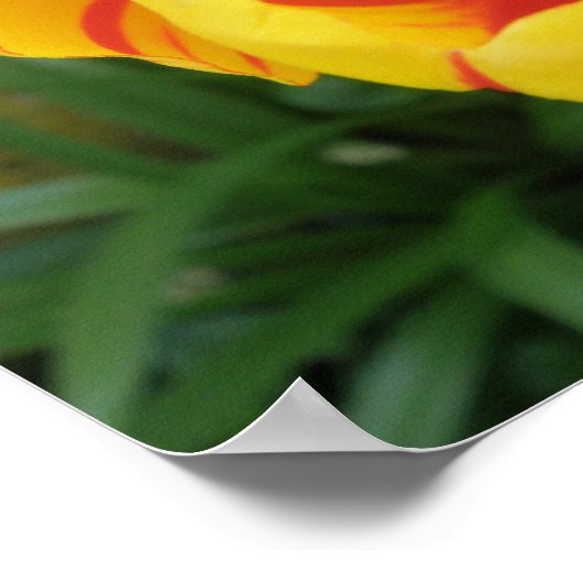 Flame Tulip Print Poster (Ecke)