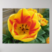 Flame Tulip Print Poster (Vorne)