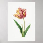 Flame Tulip Vintag Botanisches Illustrationspopste Poster (Vorne)