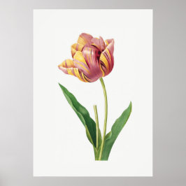 Flame Tulip Vintag Botanisches Illustrationspopste Poster