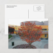FlameTree Yerba Buena Postkarte (Vorne/Hinten)