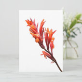 Flaming Canna Ankündigung (Stehend Vorderseite)