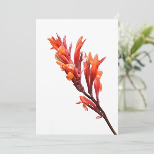 Flaming Canna Ankündigung (Stehend Vorderseite)