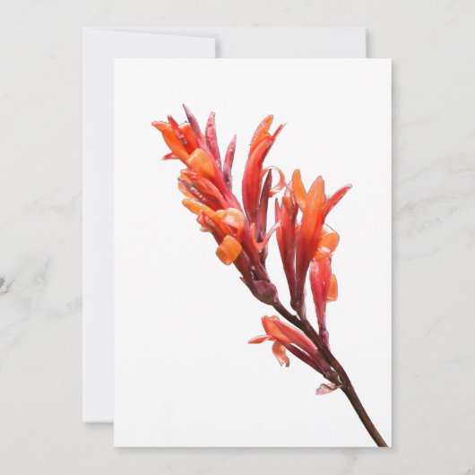 Flaming Canna Ankündigung (Rückseite)