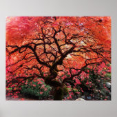 Flaming Gnarly Japanese Maple Tree Poster (Vorne)