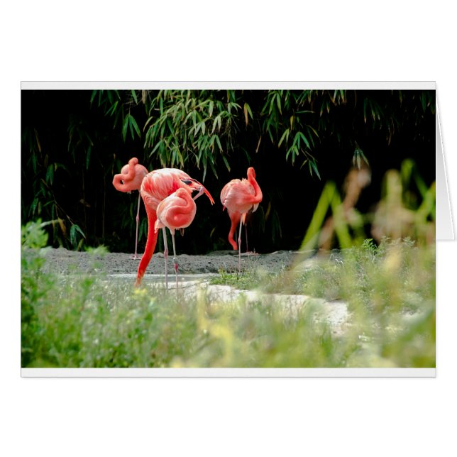 Flamingo (Vorderseite (Horizontal))