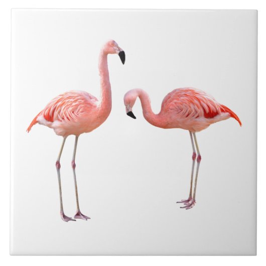 “flamingo”の優良製品 fliese (Vorderseite)