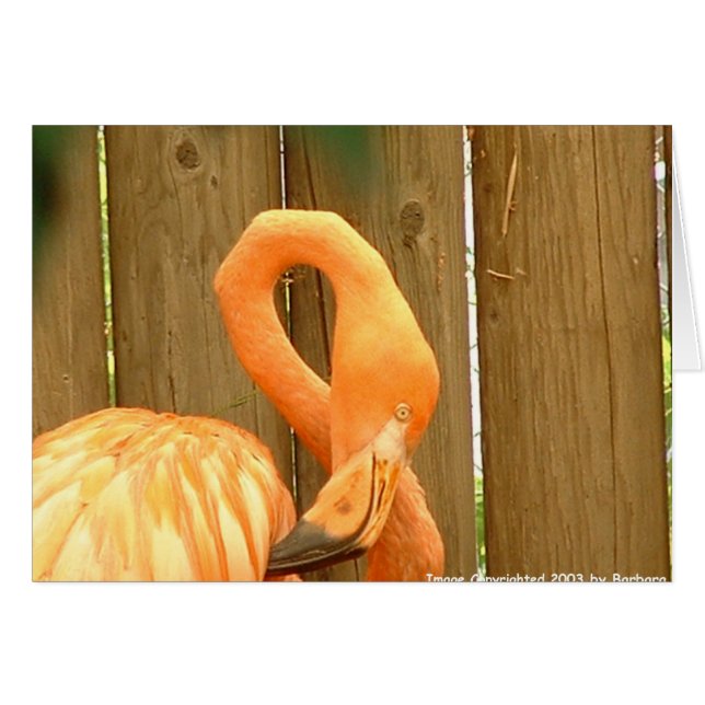 Flamingo 1 (Vorderseite (Horizontal))