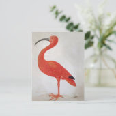 Flamingo - 17. Jahrhundert Kunst Postkarte (Stehend Vorderseite)