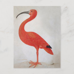 Flamingo - 17. Jh. Kunstpostkarte Postkarte