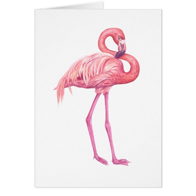 Flamingo 2 (Vorne)