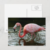 Flamingo 2 postkarte (Vorne/Hinten)