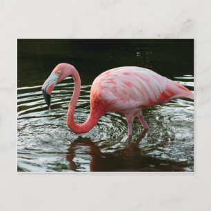 Flamingo 2 postkarte