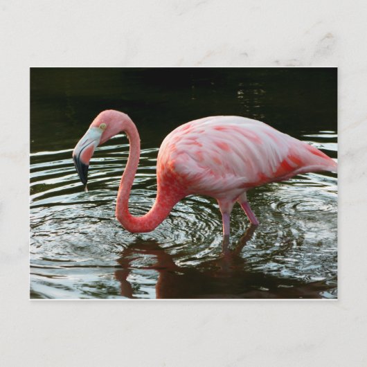 Flamingo 2 postkarte (Vorderseite)
