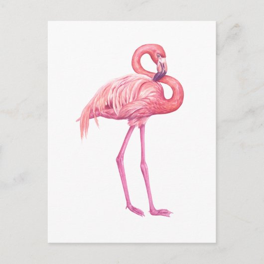 Flamingo 2 postkarte (Vorderseite)
