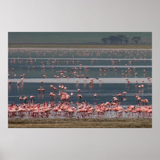 Flamingo-Ansammlung - Drucken Poster (Vorne)