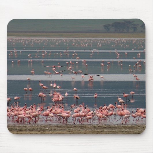 Flamingo Ansammlung - Mousepad (Vorne)
