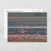 Flamingo Ansammlung - Postkarte (Vorne/Hinten)