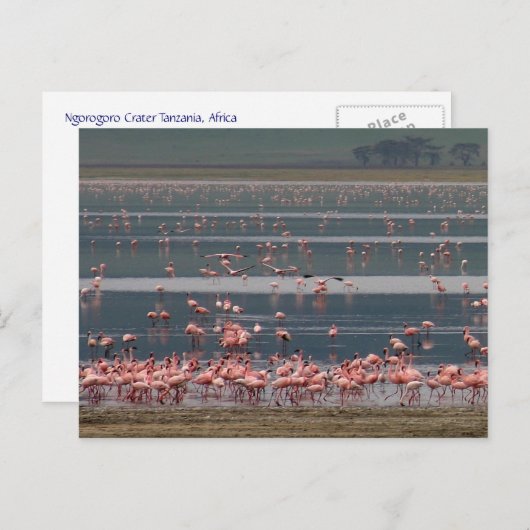 Flamingo Ansammlung - Postkarte (Vorne/Hinten)