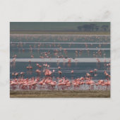 Flamingo Ansammlung - Postkarte (Vorderseite)