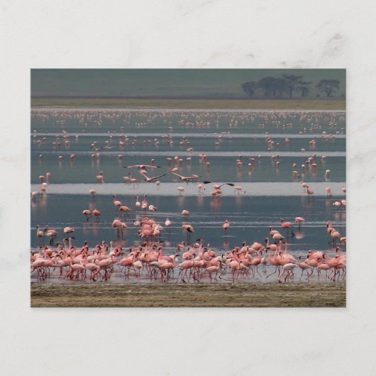 Flamingo Ansammlung - Postkarte (Vorderseite)