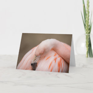 Flamingo at Rest Karte