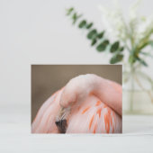 Flamingo at Rest Postkarte (Stehend Vorderseite)