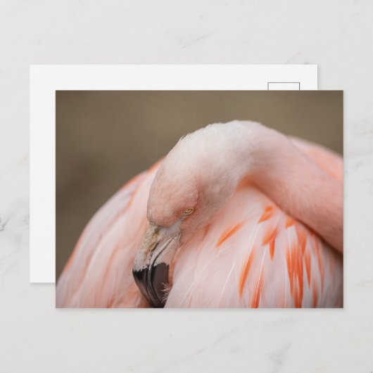 Flamingo at Rest Postkarte (Vorne/Hinten)