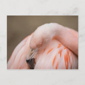 Flamingo at Rest Postkarte (Vorderseite)