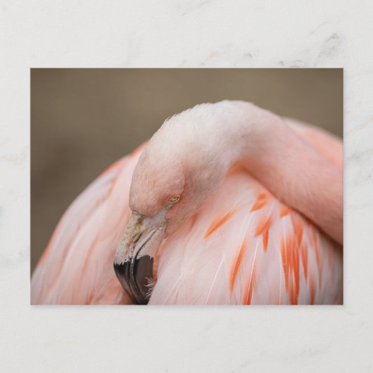 Flamingo at Rest Postkarte (Vorderseite)