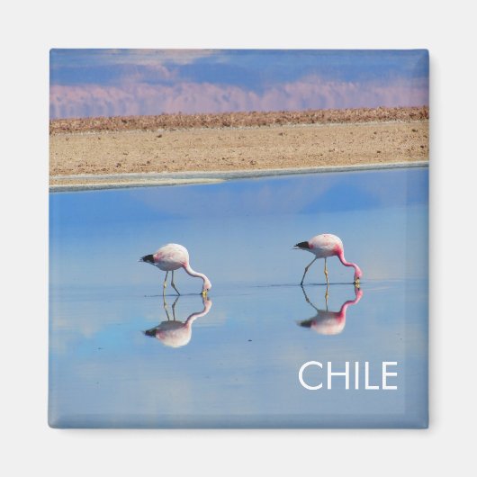 Flamingo, Atacama-Wüste, Chile Magnet (Vorne)