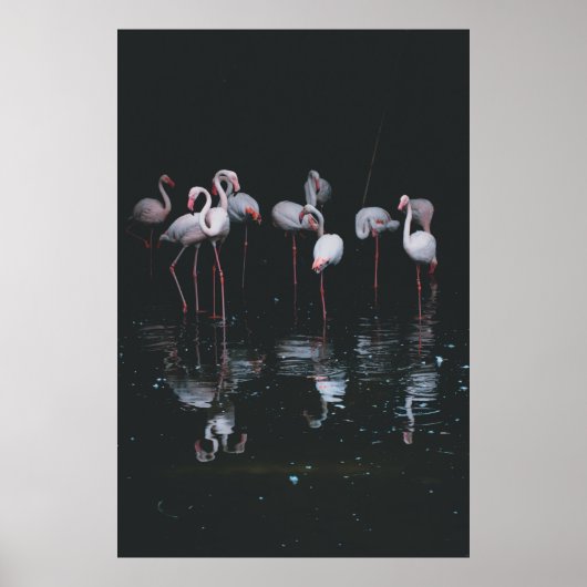 FLAMINGO AUF DUNKELHINTERGRUND POSTER (Vorne)