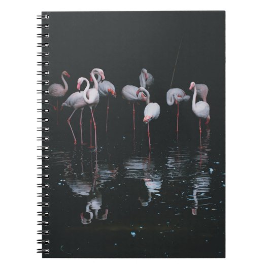FLAMINGO AUF DUNKLEM HINTERGRUND NOTIZBLOCK (Vorderseite)