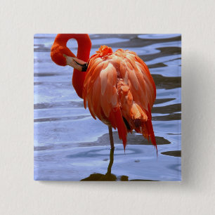 Flamingo auf einem Bein im Wasser Button