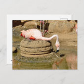 Flamingo auf seinem Nest Feiertagspostkarte (Vorne/Hinten)