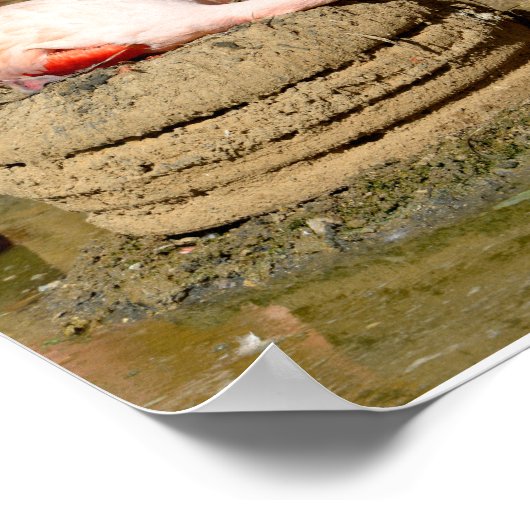 Flamingo auf seinem Nest Poster (Ecke)