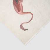 Flamingo Bird Ephemera Decoupage Seidenpapier (Ausschnitt)