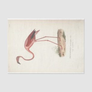 Flamingo Bird Ephemerge Seidenpapier