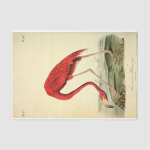 Flamingo Bird Ephemerge Seidenpapier